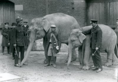 Burmese elephants with keeper, Jack Milbourne, Syed Ali and San Dwe, London Zoo by Frederick William Bond